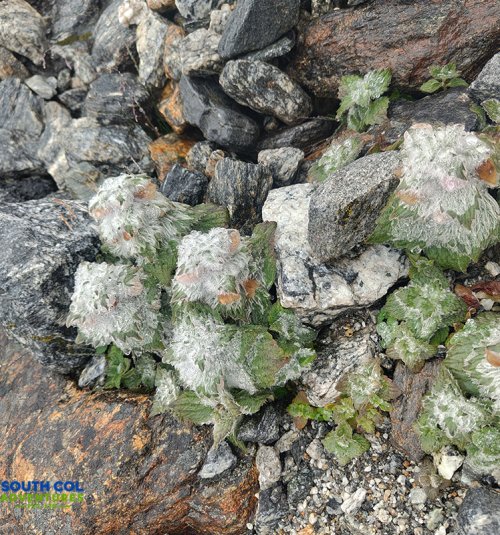 Flower Encountered While Trekking From Khare To Mera Base Camp