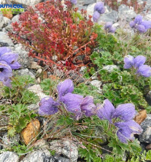 Flower Seen On The Way To Mera Base Camp