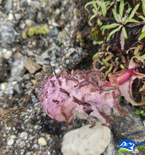 Pink Flower On The Way To Mera Peak High Camp