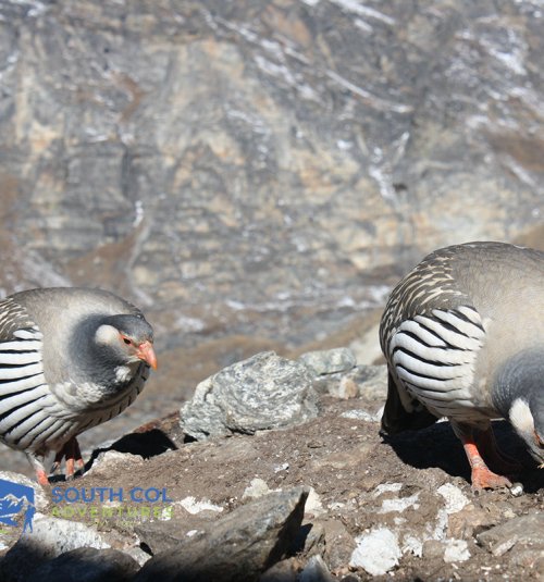 Species Spotted During Mera Peak Expedition In Nepal