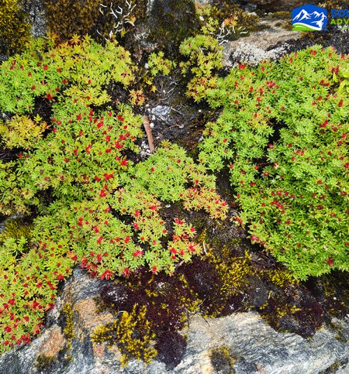 Specises Spotted During The Trip From Khare To Mera Base Camp