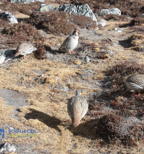 Spotted Sepcies During Island Peak Climbing Journey