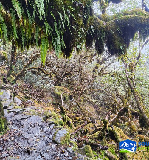 Stony And Greeny Forested Trail While Hiking From Kothe To Khole Kharka