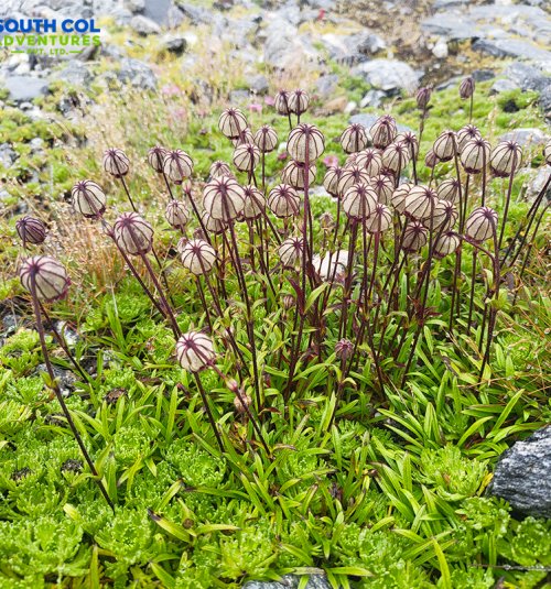Umbrella Alike Flower Spotted While Ascending Towards Base Camp