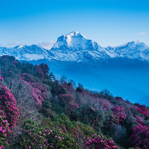 Ghorepani Poon Hill Trek